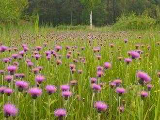 Resultaten van natuurherstel Empese en Tondense Heide 