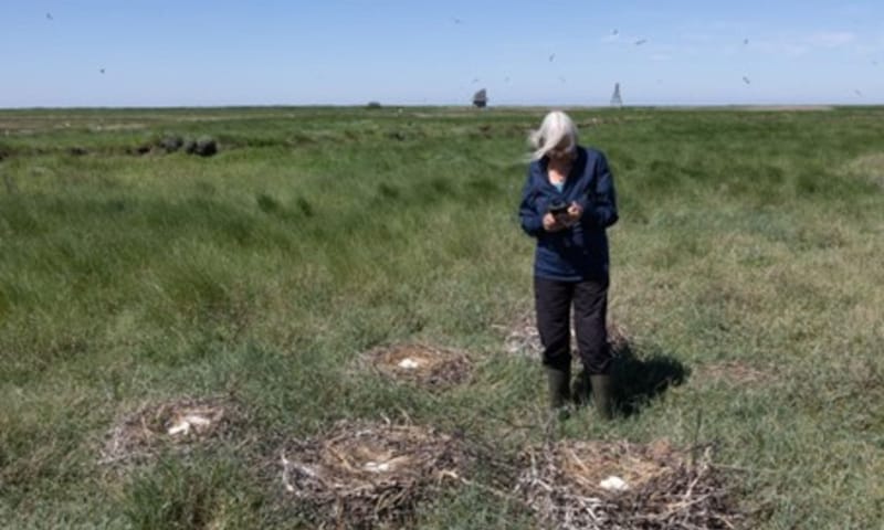 Vogelwachter aan het werk