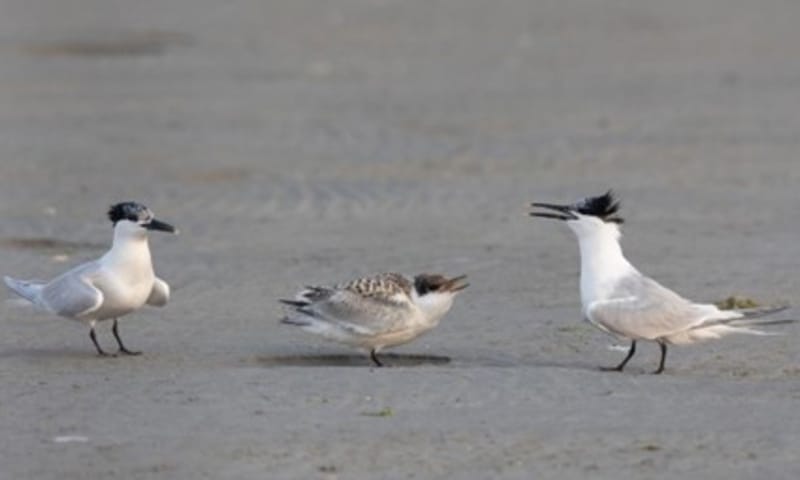 Grote sterns met jong