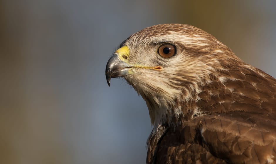 Buizerd close portret Buizerd close portret