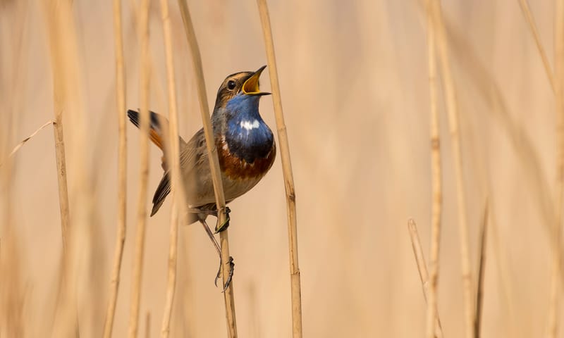 Blauwborst zingt uit volle borst