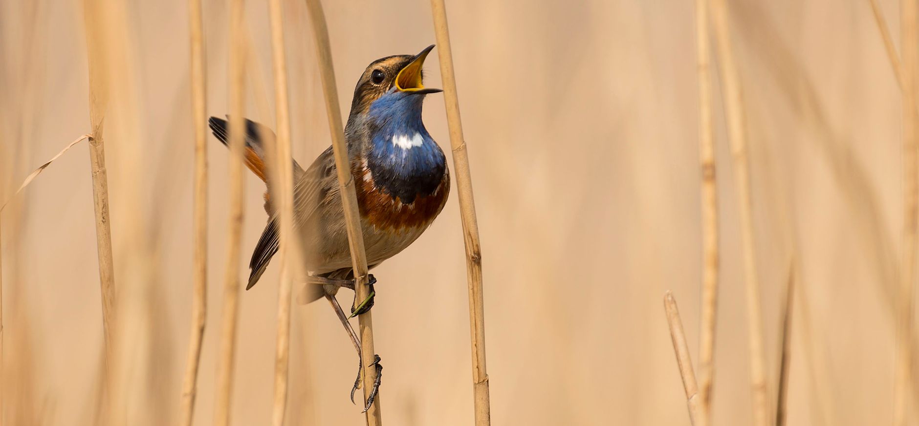 Blauwborst zingt uit volle borst