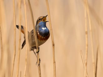 Blauwborst zingt uit volle borst