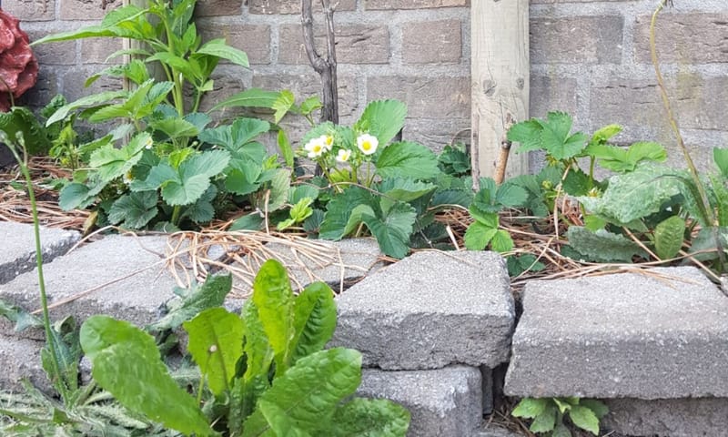 Border met planten