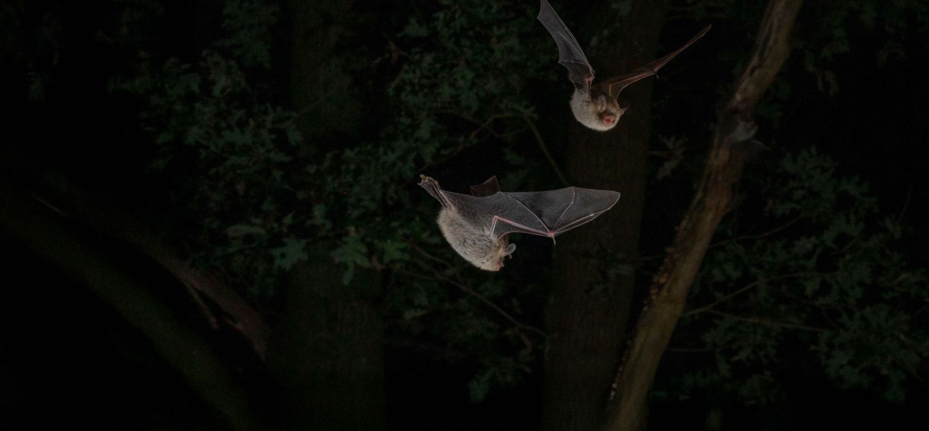 Vliegende franjestaarten