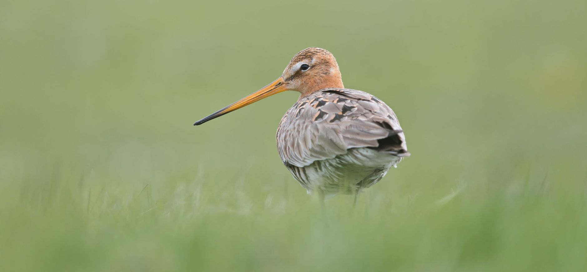 Grutto Grutto