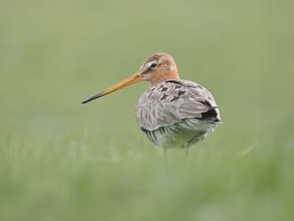 Grutto