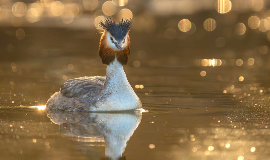 Fuut met bokeh effect