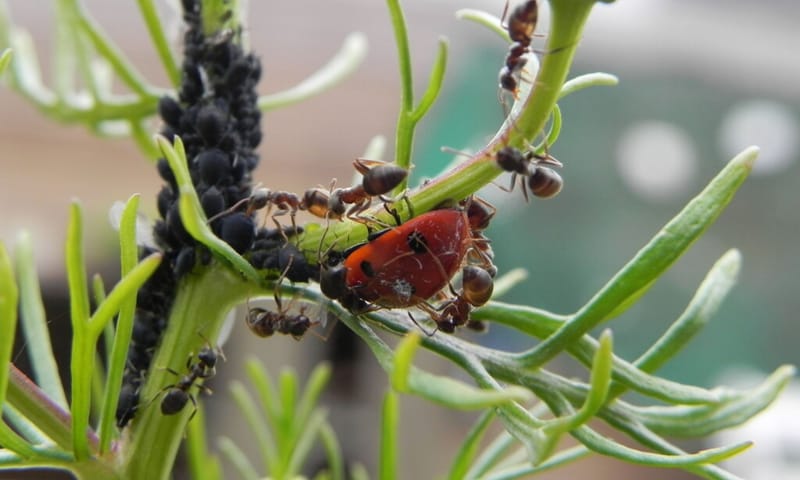 Lieveheersbeestje eet bladluizen