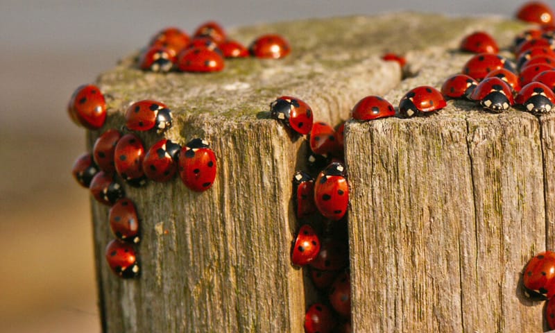 Lieveheersbeestjes komen uit winterslaap