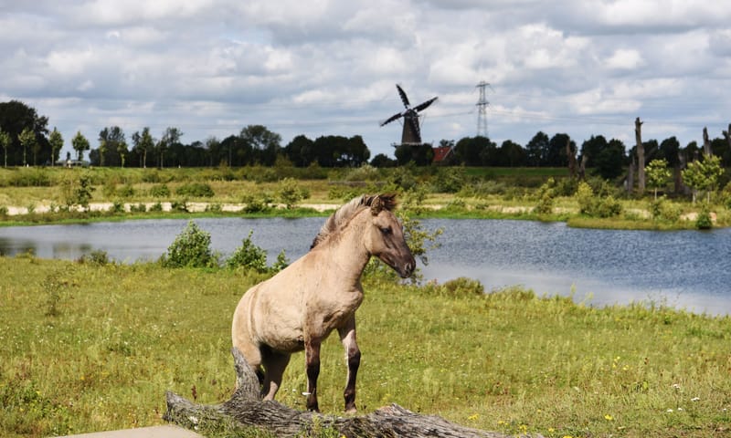 Konik bij de Molenplas