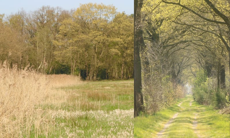 Coulissenlandschap in het noordelijk deel van Moergestels Broek