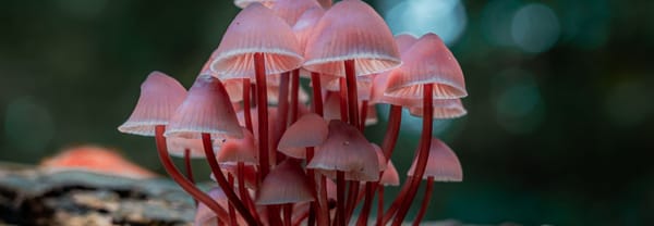 Grote bloedsteelmycena