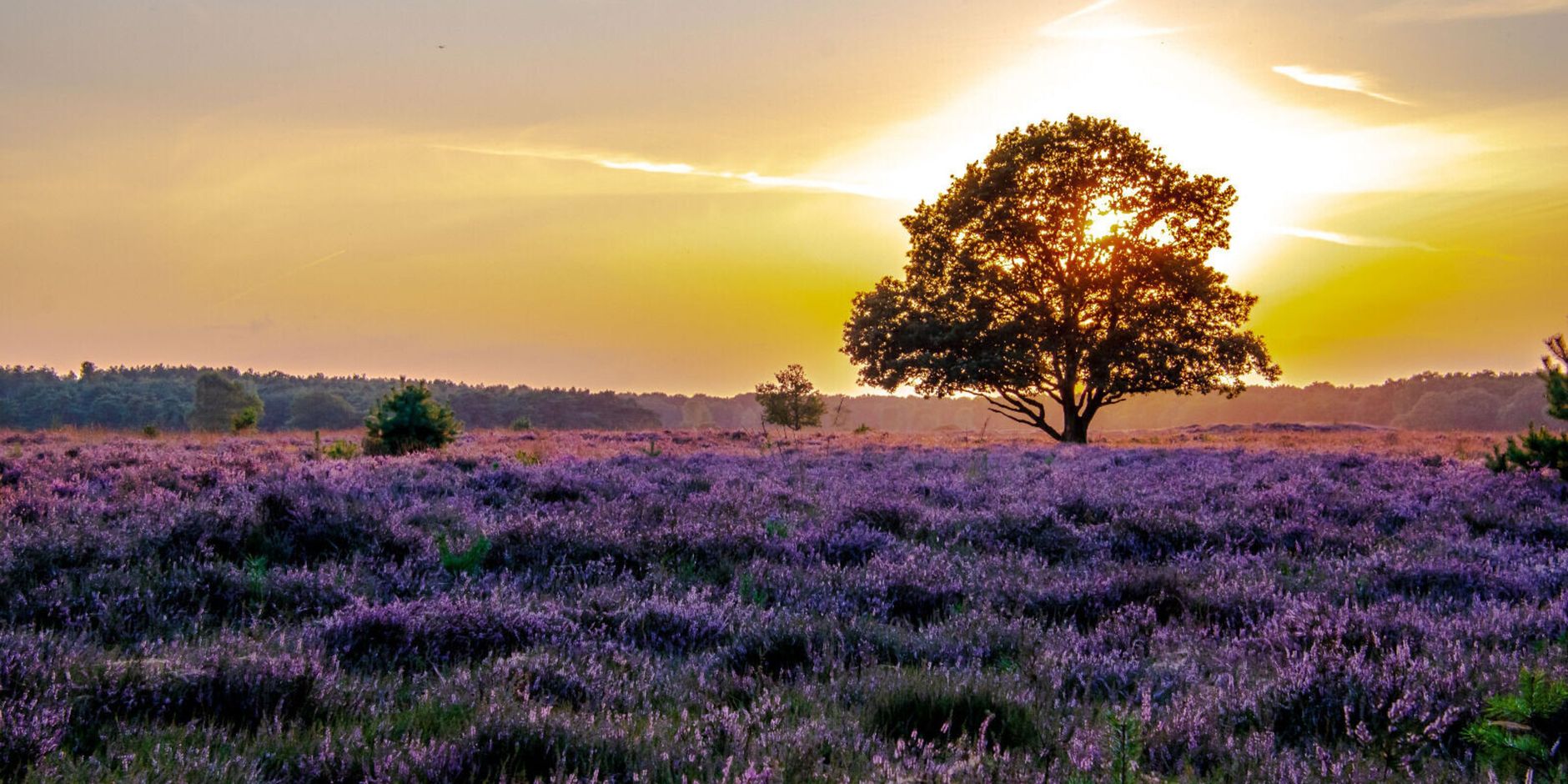 Avond op veluwezoom