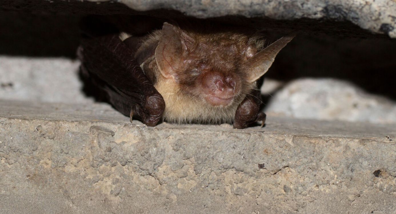Gewone grootoorvleermuis