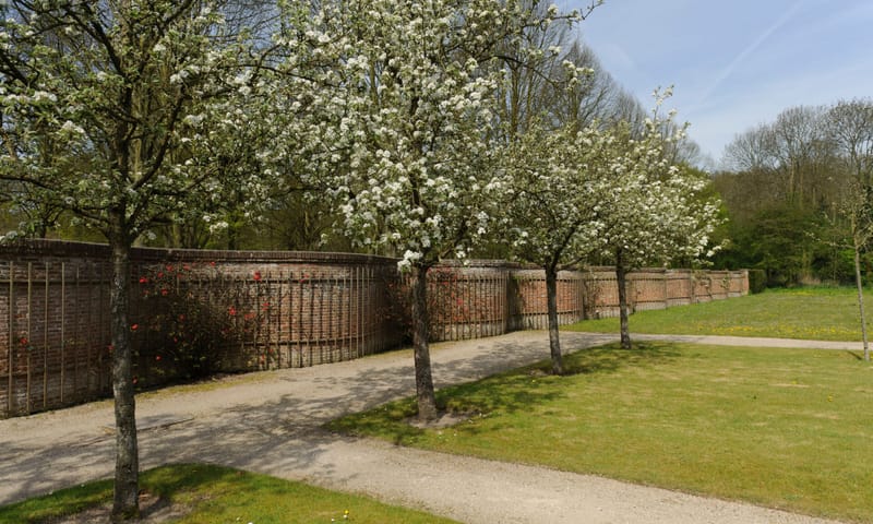 Bomen vol bloesem voor een (slangen)muur