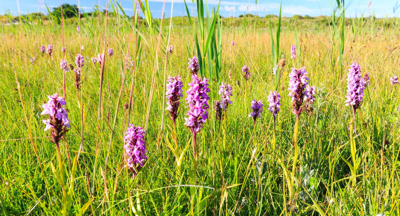 Orchidee NP Schiermonnikoog