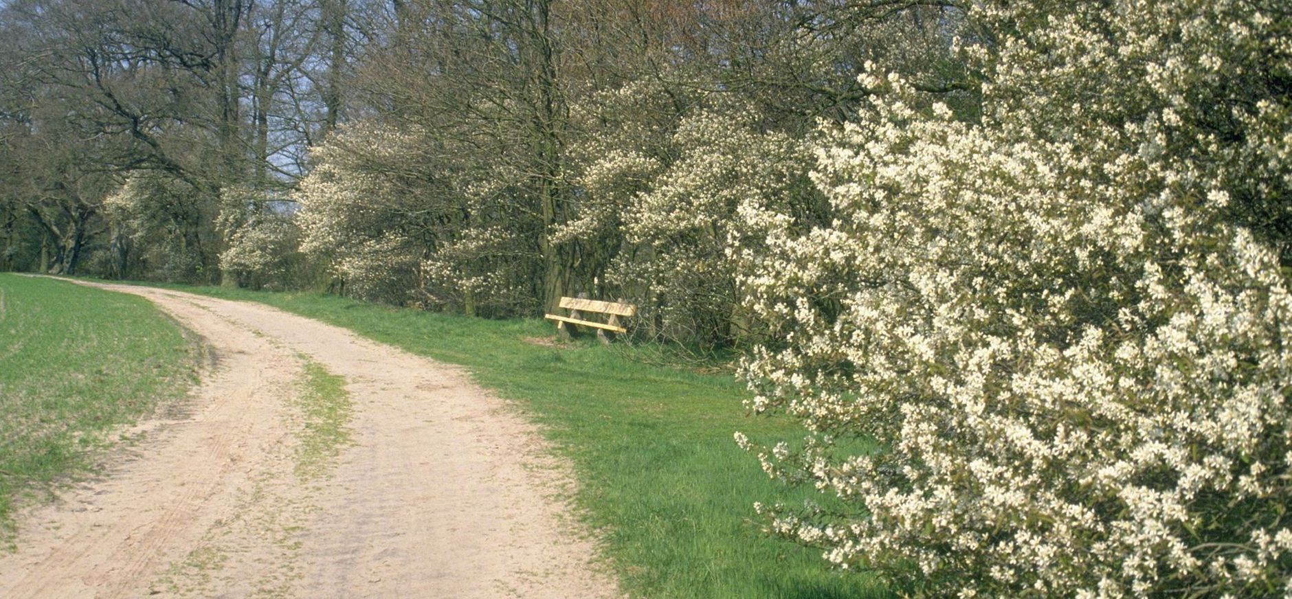 Krentenbloesem Krentenbloesem
