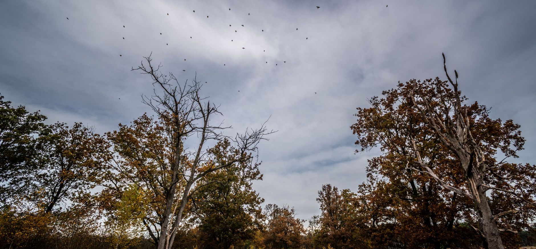 Donkere lucht boven de natuur
