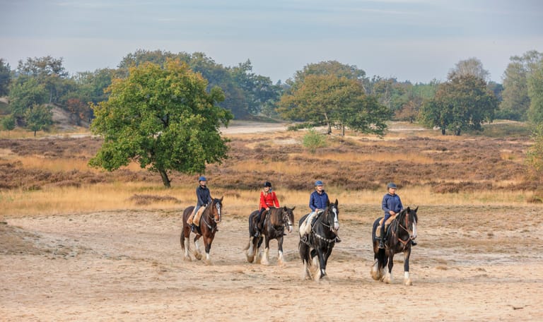 Vier paarden met ruiters die door de duinen lopen