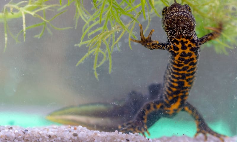 kamsalamander kamsalamander