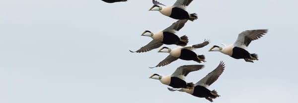 Vlucht eiders