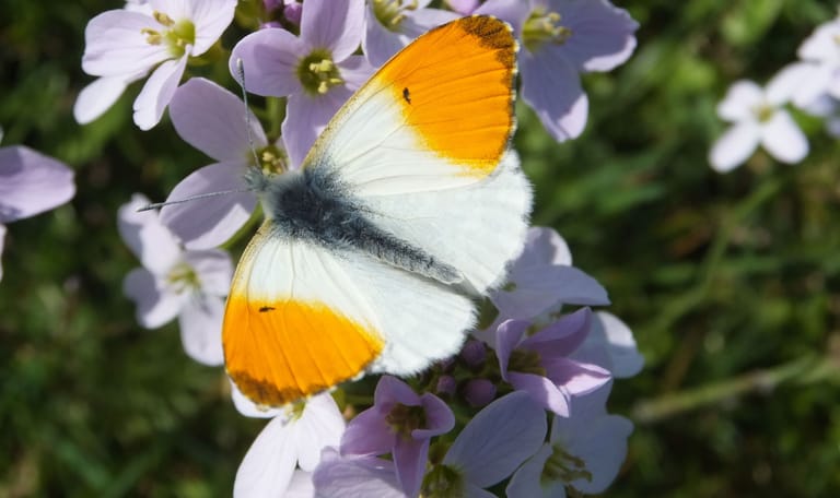 Oranjetipje op pinksterbloem Oranjetipje op pinksterbloem