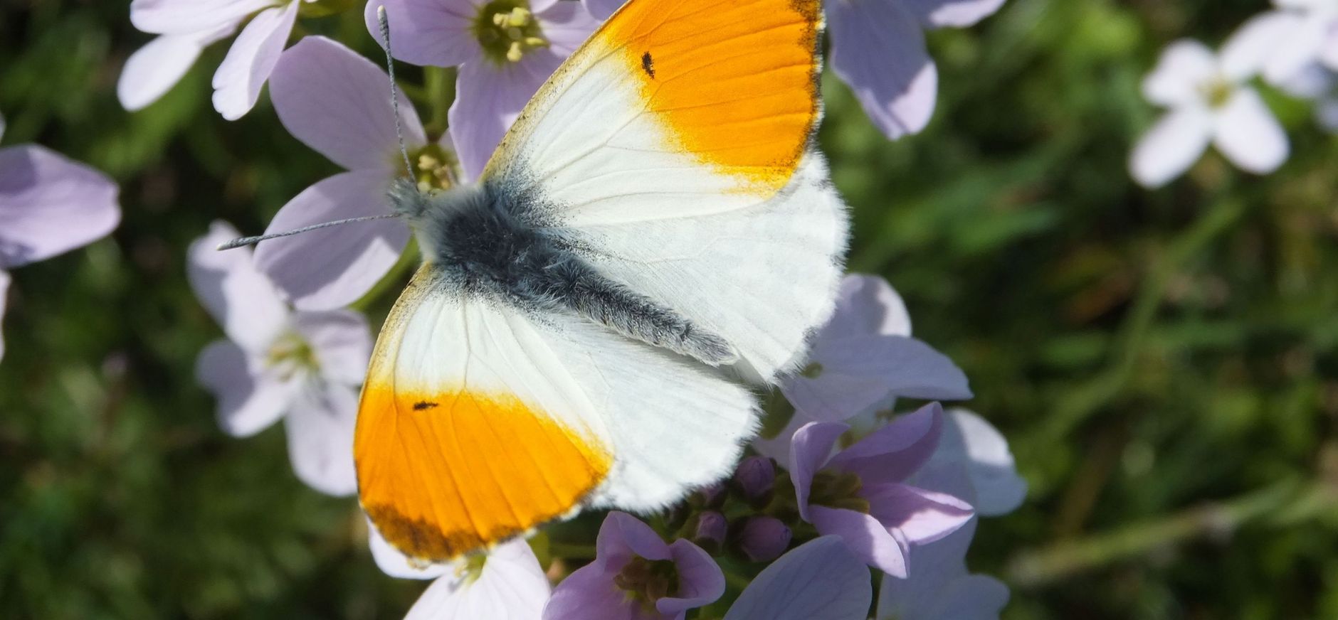 Oranjetipje op pinksterbloem