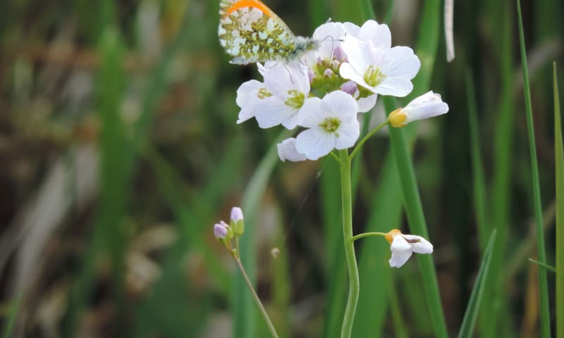 Oranje tipje op een Pinksterbloem