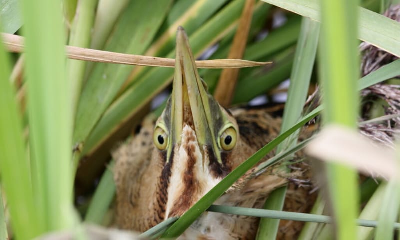 Roerdomp in het riet verstopt