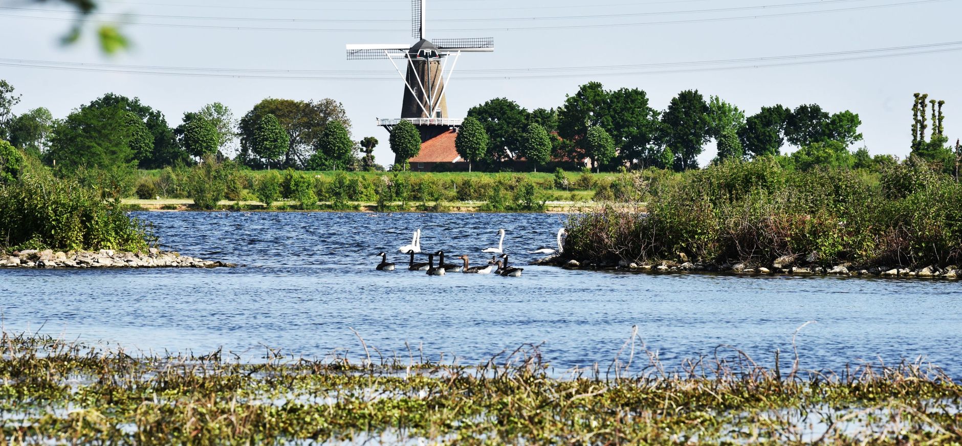 Hompesche Molen in het groen
