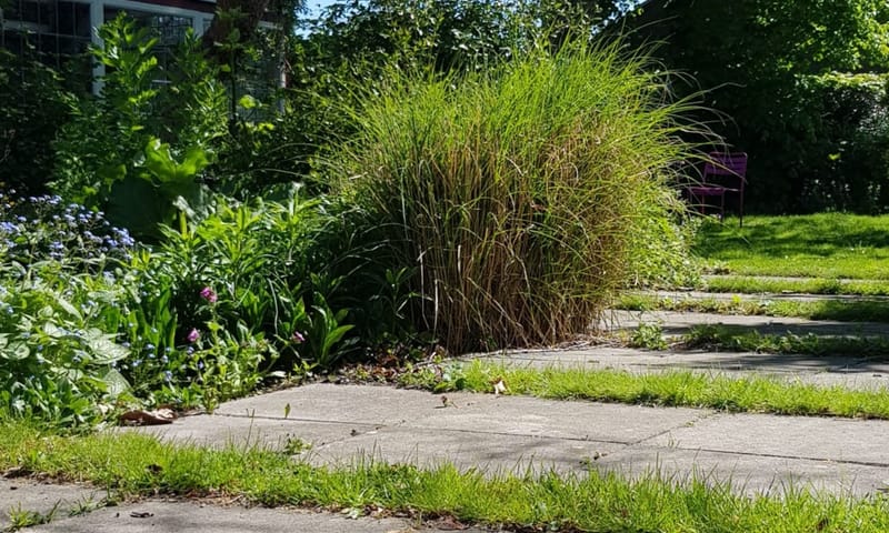 Tuinpad met planten ertussen