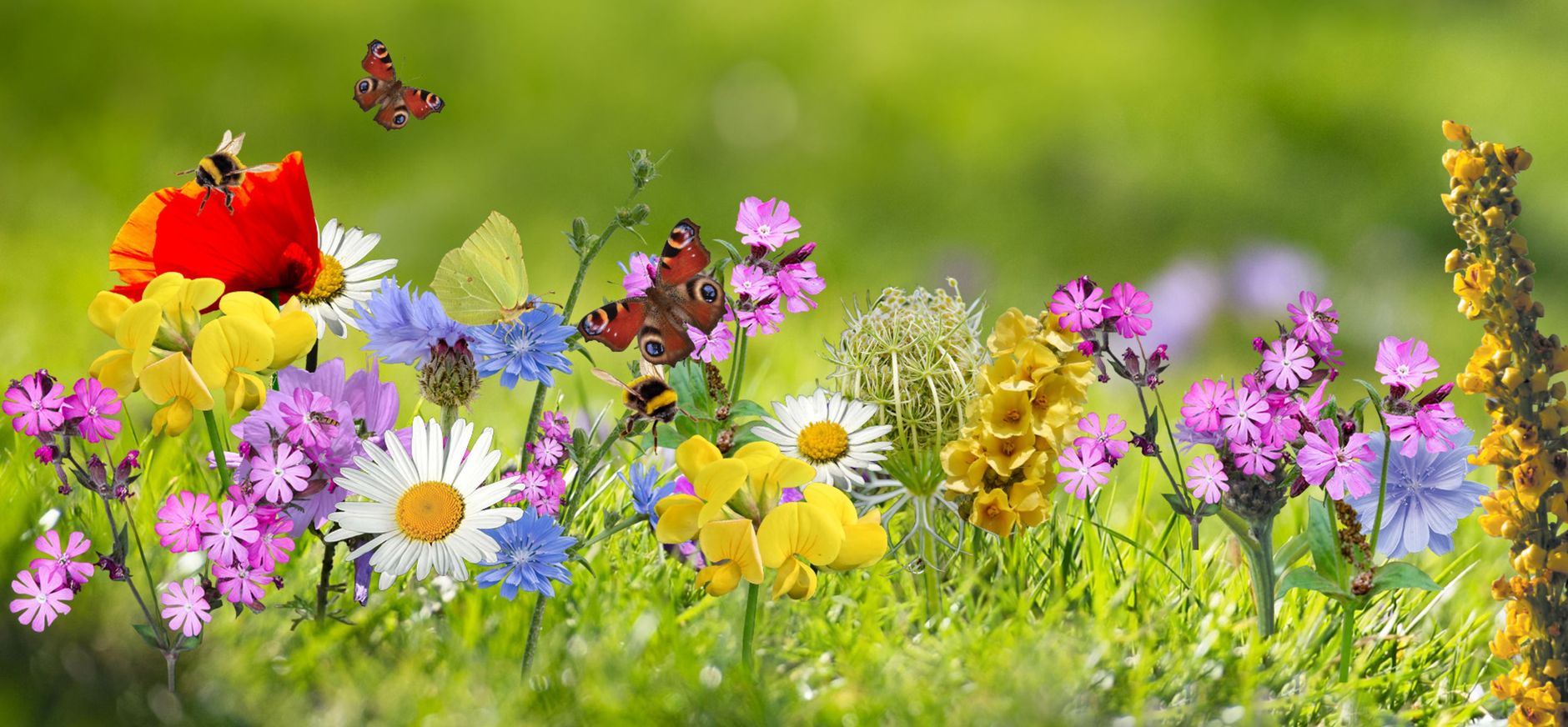 Wilde bloemen met vlinders en hommels