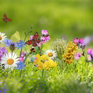 Wilde bloemen met vlinders en hommels