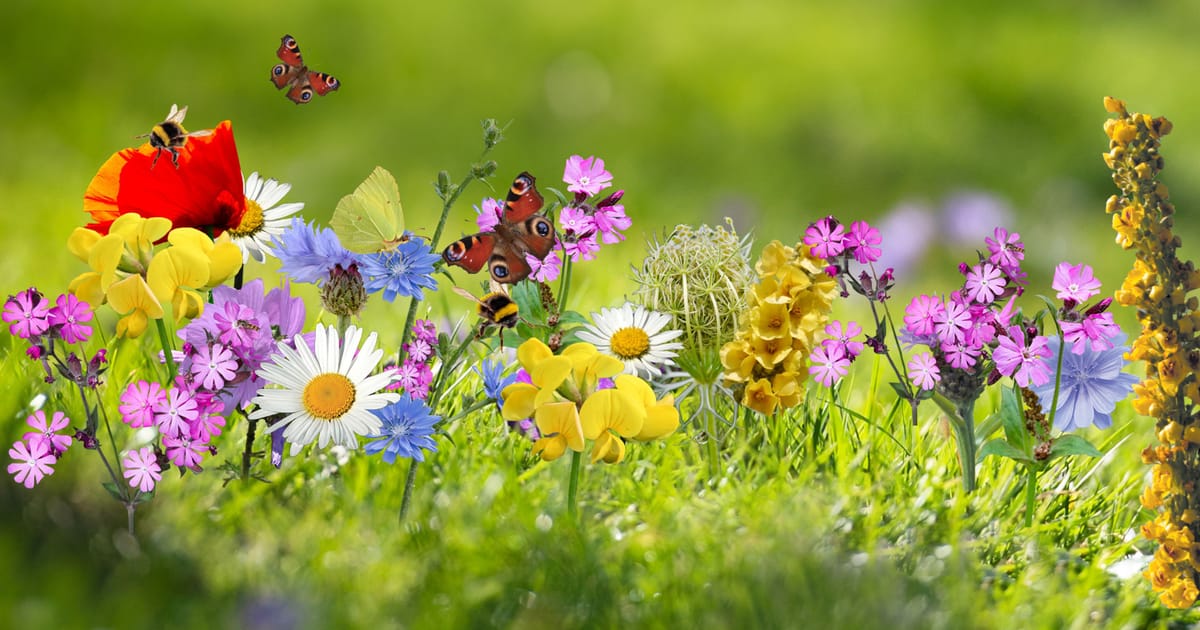 Wilde bloemen voor de natuur | Natuurmonumenten