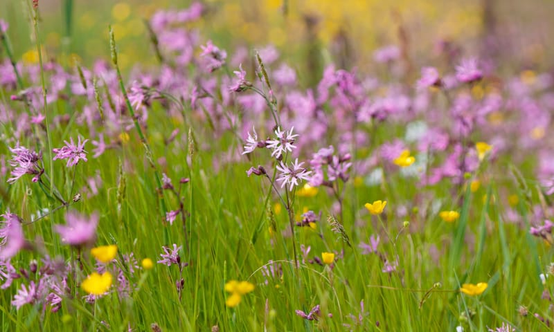 Echte koekoeksbloemen in De Wieden