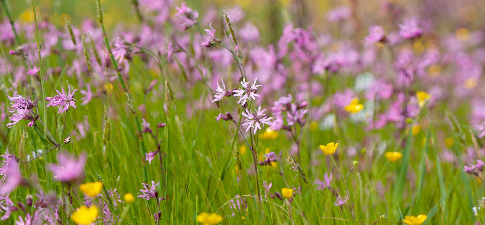 Echte koekoeksbloemen in De Wieden Echte koekoeksbloemen in De Wieden