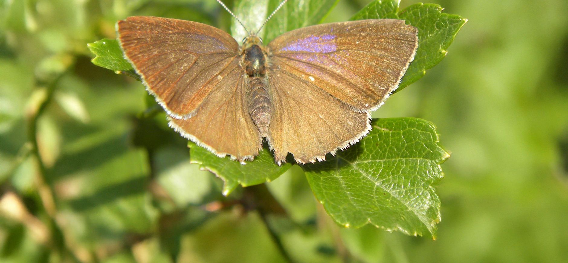 Bruine eikenpage