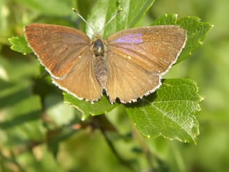 Bruine eikenpage