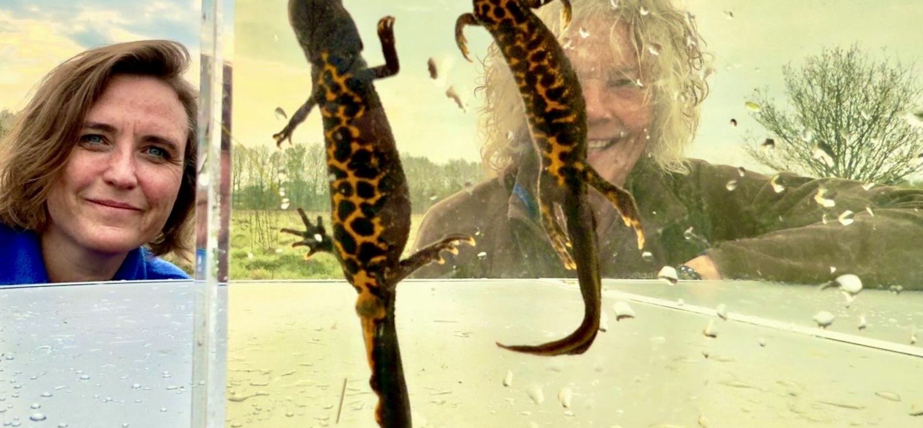 kamsalamanders in cuvet