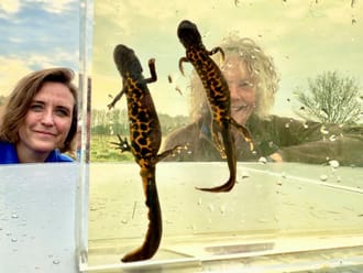 kamsalamanders in cuvet