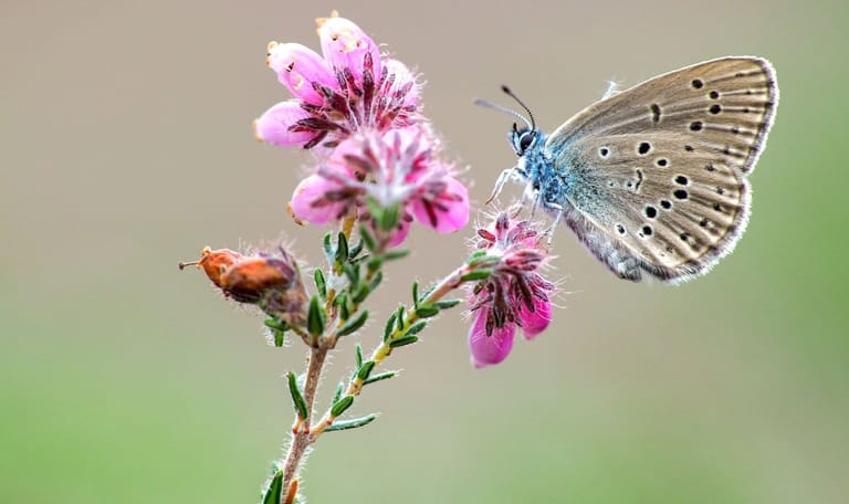 Gentiaanblauwtje op gewone dopheide Gentiaanblauwtje op gewone dopheide