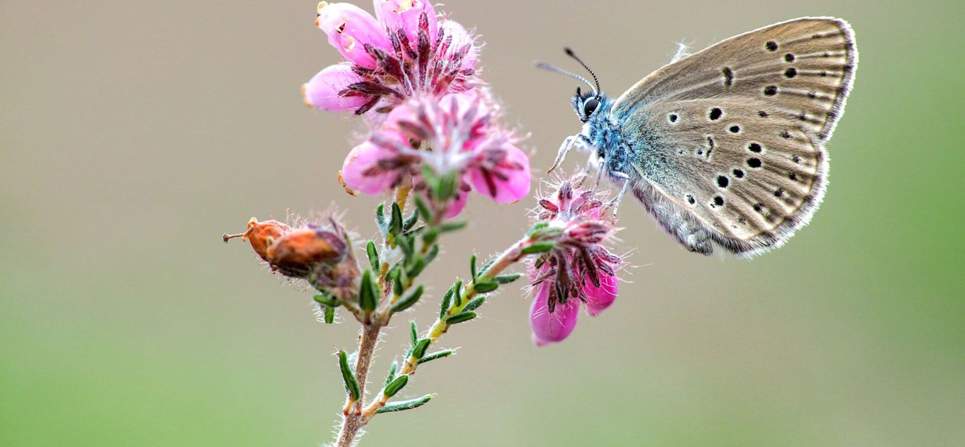 Gentiaanblauwtje op gewone dopheide