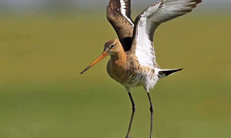 grutto