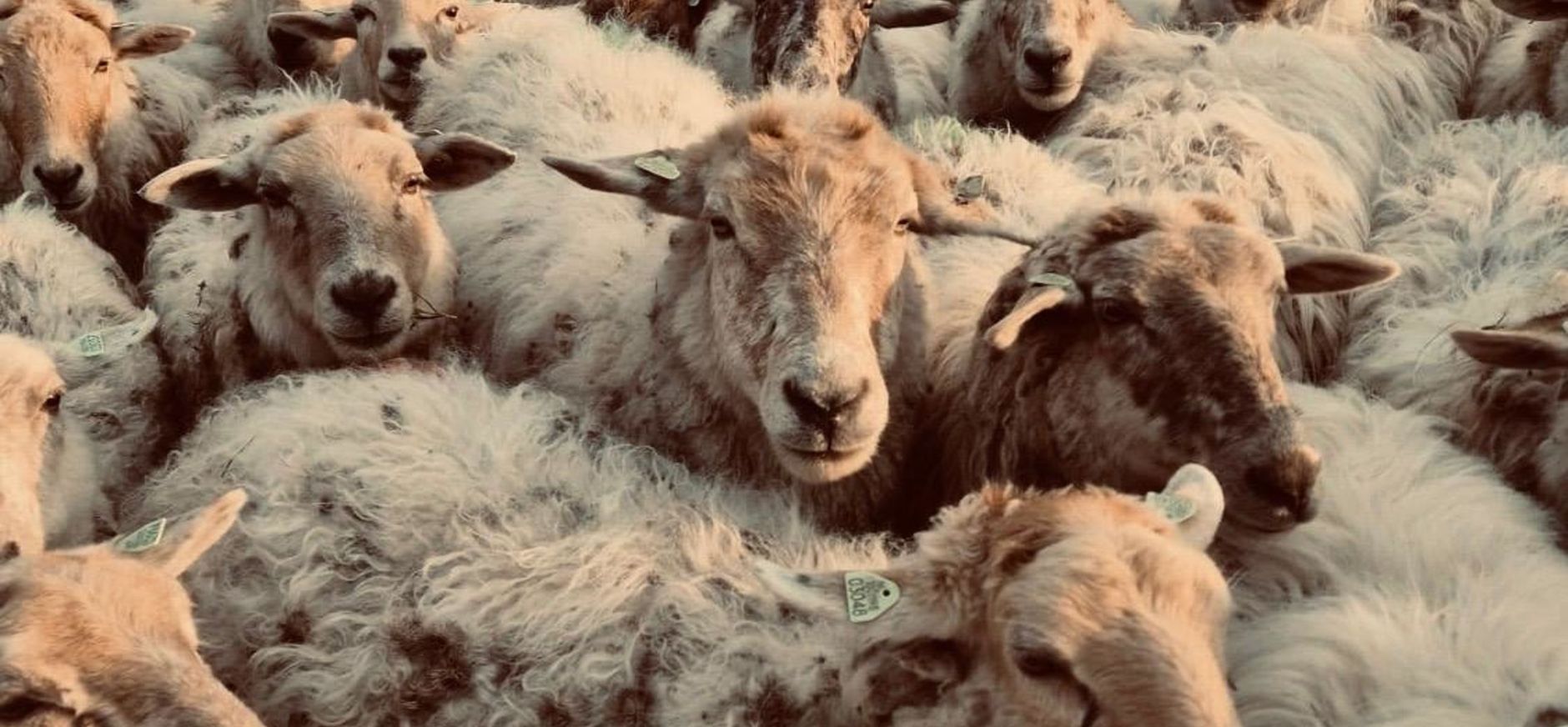 Schaapskudde Sint-Pietersberg