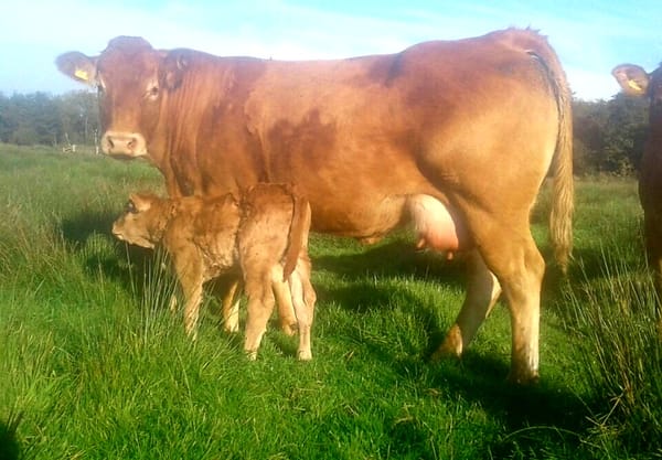 Moeder Limousin koe met kalf