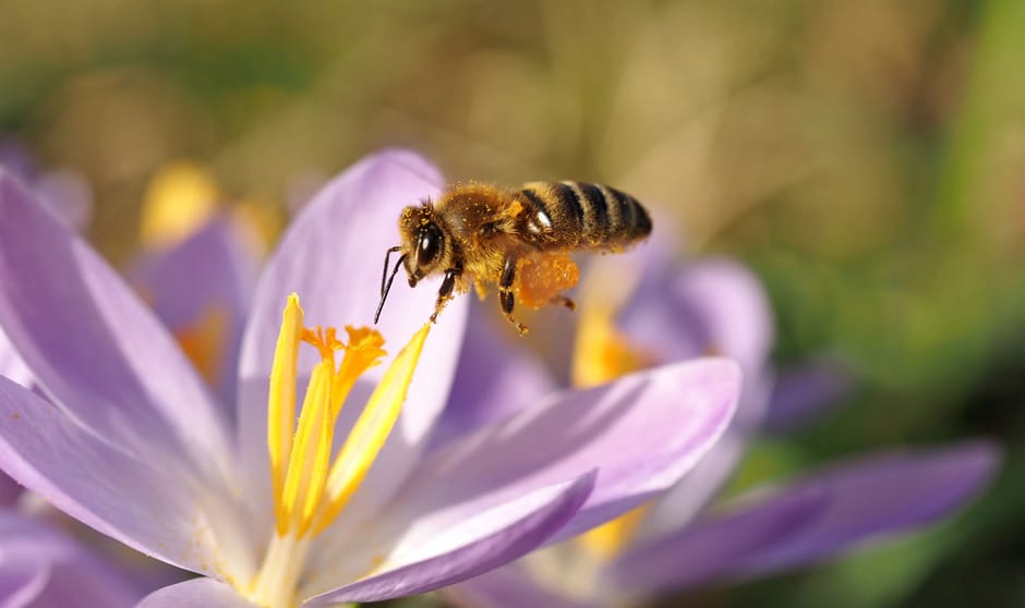 Krokus met honingbij Krokus met honingbij
