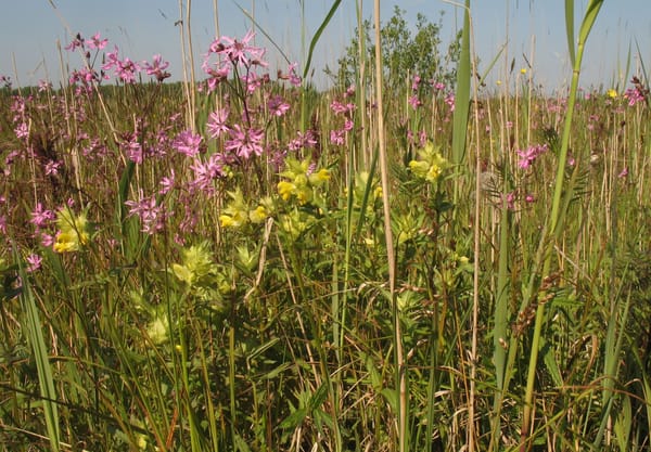 Ratelaar en echte koekoeksbloem