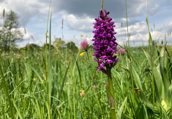 Brede orchis