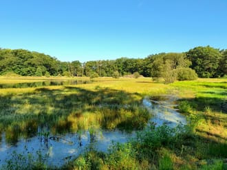 Witte Veen